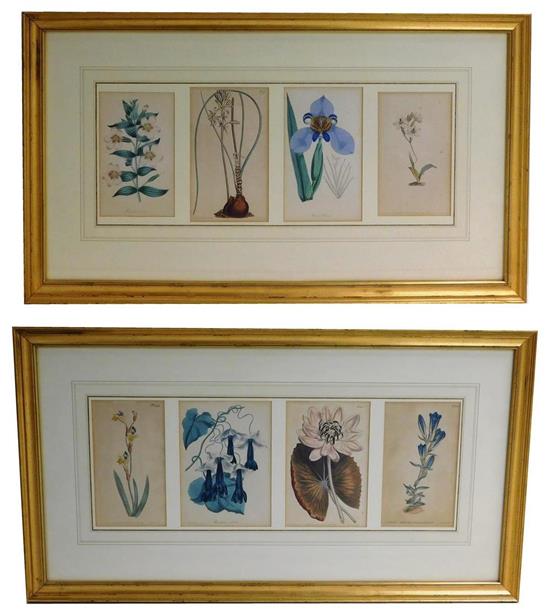 Appraisal: Eight early th C botanical prints published by T Curtis