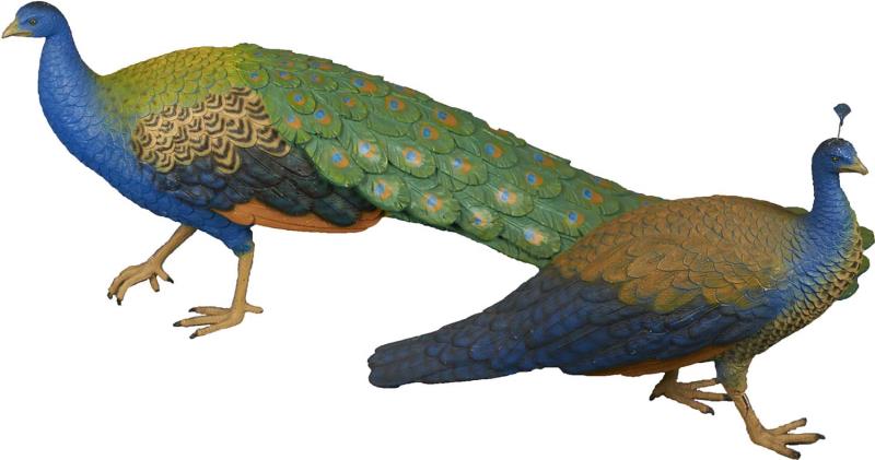 Appraisal: Lot of Life Size Male And Female Peacock Props Includes