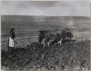 Appraisal: Photograph Lewis Wickes Hine Lewis Wickes Hine American - Plowing