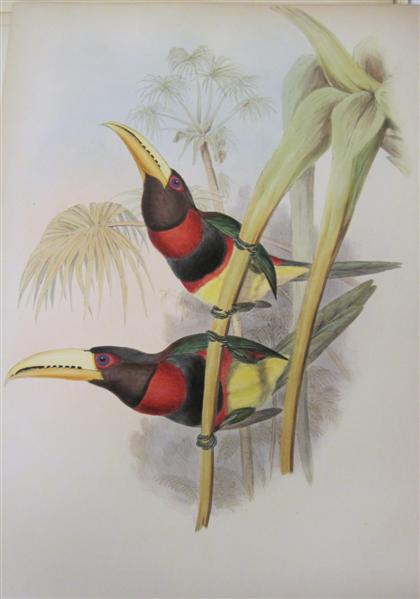 Appraisal: piece Hand-Colored Lithograph Gould J E Dutchess of Leuchtenberg Aracari