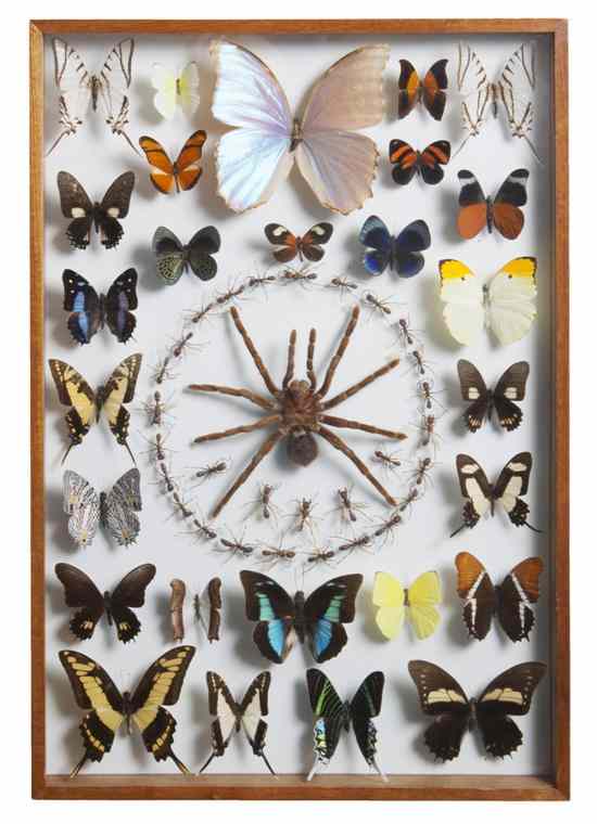 Appraisal: Two Butterfly Specimens each depicting a South American example encased