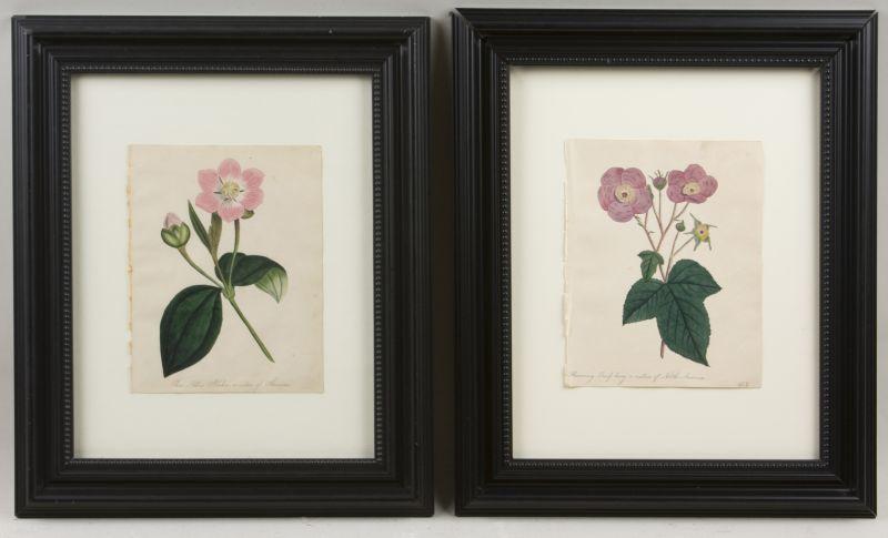 Appraisal: Frances Ketchum American - botanical watercolors as follows Three Ribbed