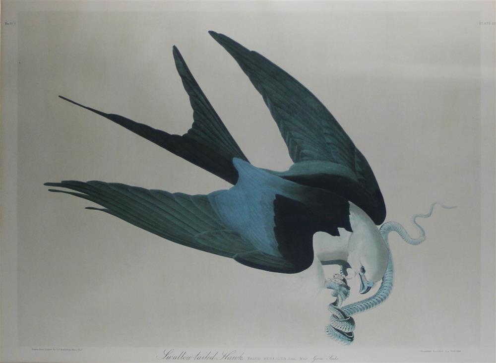 Appraisal: J J AUDUBON AFTER SWALLOW-TAILED HAWK MALE WITH GARTER SNAKE