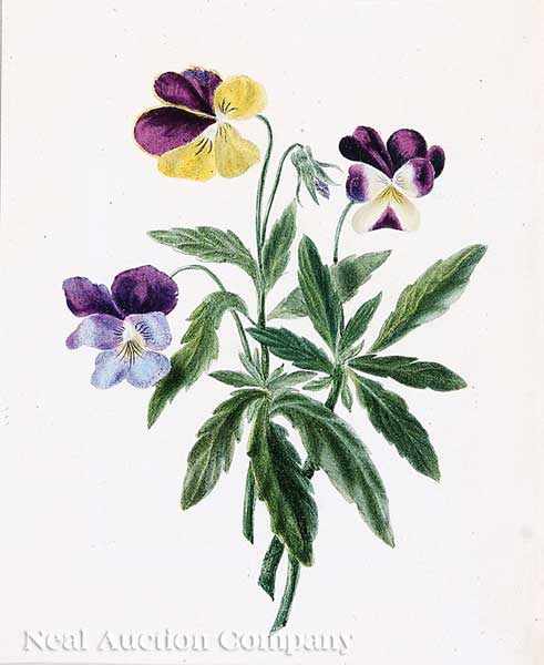 Appraisal: Continental School late th early th c two botanical watercolors