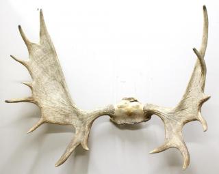 Appraisal: Large Full Trophy Rack of Moose Antlers Unmounted one side