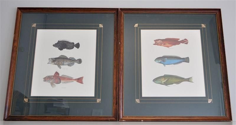 Appraisal: PAIR FRAMED TH C HAND COLORED FISH LITHOS A pair