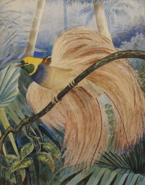 Appraisal: J M Cantle Lyre Bird watercolour signed and dated 'J