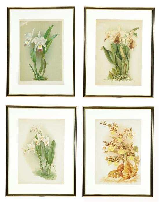 Appraisal: FOUR BOTANICAL CHROMOLITHOGRAPHS OF ORCHIDS Plates from Henry Sander's Reichenbachia