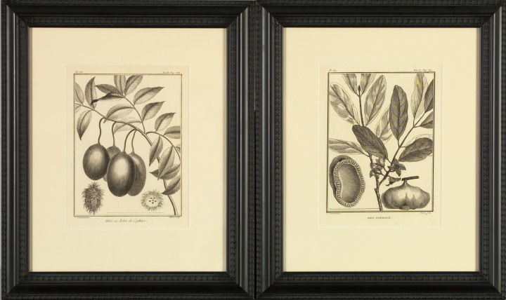 Appraisal: Pierre Sonnerat French - Fruiting Branches pair of black and