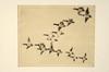 Appraisal: ETCHING - 'Flock of Canvasbacks' by Frank W Benson MA