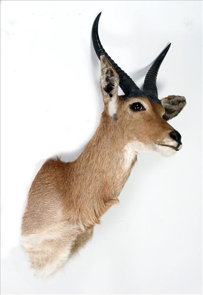 Appraisal: A shoulder-mount of a springbok cm high see illustration on