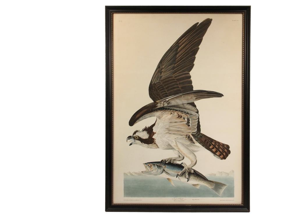 Appraisal: JOHN JAMES AUDUBON NY - - Fish Hawk Male Falco