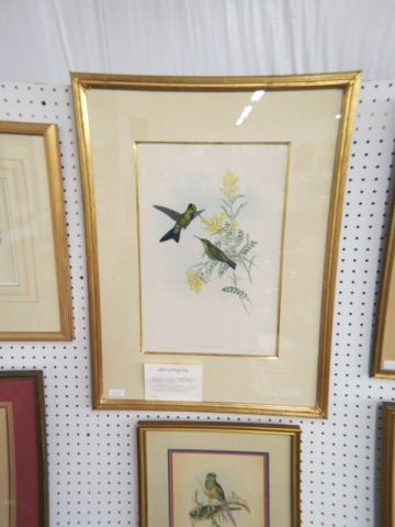 Appraisal: John Gould Lithograph Family of Hummingbirds image area approx x