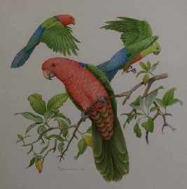 Appraisal: Peter Longhurst born Parrots watercolour signed 'Peter Longhurst' lower right