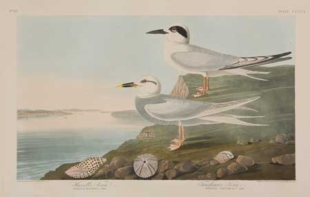 Appraisal: JOHN JAMES AUDUBON after Havell's Tern Trudeau's Tern Etching engraving