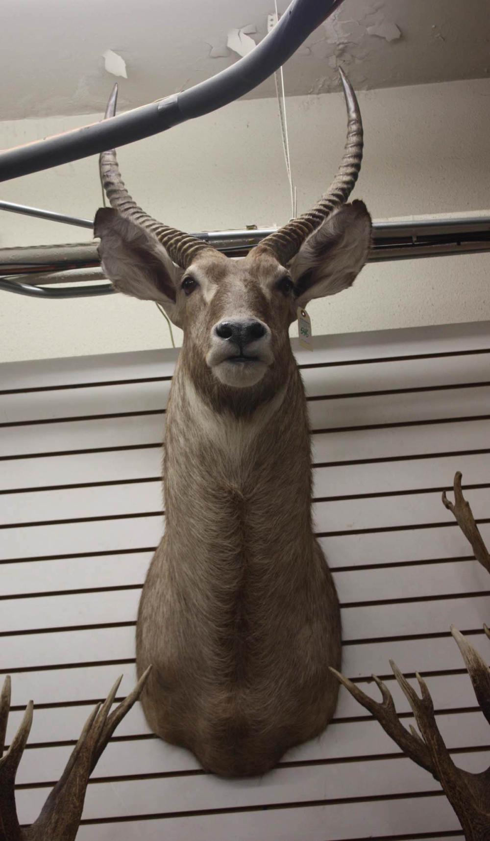 Appraisal: AFRICAN COMMON WATERBUCK TAXIDERMY MOUNT head shoulder mount buck with