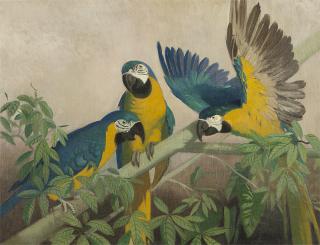 Appraisal: Julius Moessel Parrots signed lower right Moessel oil on canvas