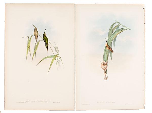 Appraisal: TWO GOULD PHAETHORNIS HUMMINGBIRD LITHOGRAPHS includes Plate Pha thornis Intermedius