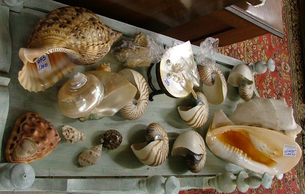 Appraisal: A COLLECTION OF BOTH EXOTIC AND REGIONAL SEA SHELLS various