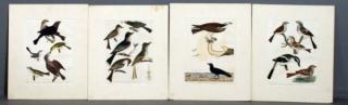 Appraisal: GROUP OF ORTHOLOGICAL HANDCOLORED ENGRAVINGS GROUP OF ORTHOLOGICAL HANDOLORED ENGRAVINGS