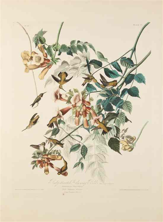 Appraisal: AUDUBON JOHN JAMES after HAVELL ROBERT Ruby-throated Hummingbird Trochilus Colubris