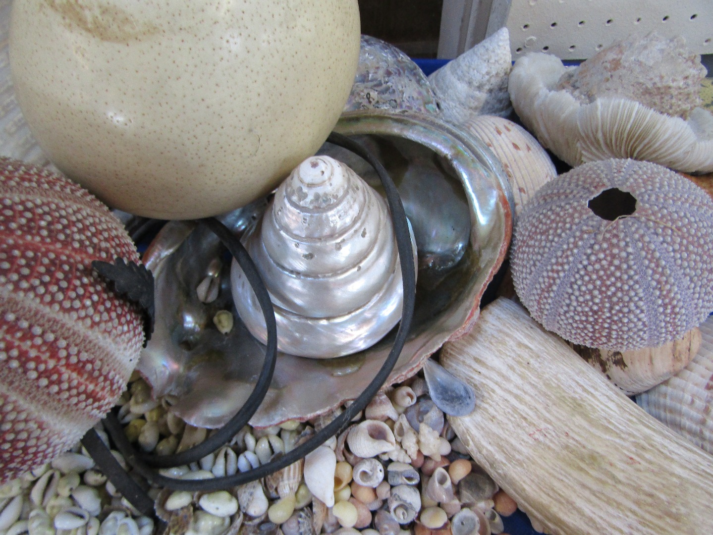 Appraisal: Seashells ostrich egg cm high nacre shell etc qty