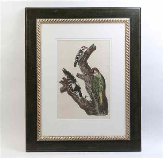 Appraisal: A handcolored engraving of a woodpecker framed Size of frame