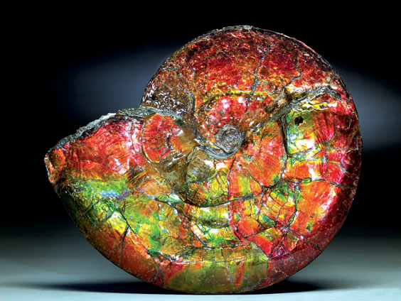 Appraisal: A SPECTACULAR OPALESCENT AMMONITE Placenticeras intercalare Cretaceous Bearpaw Formation Alberta