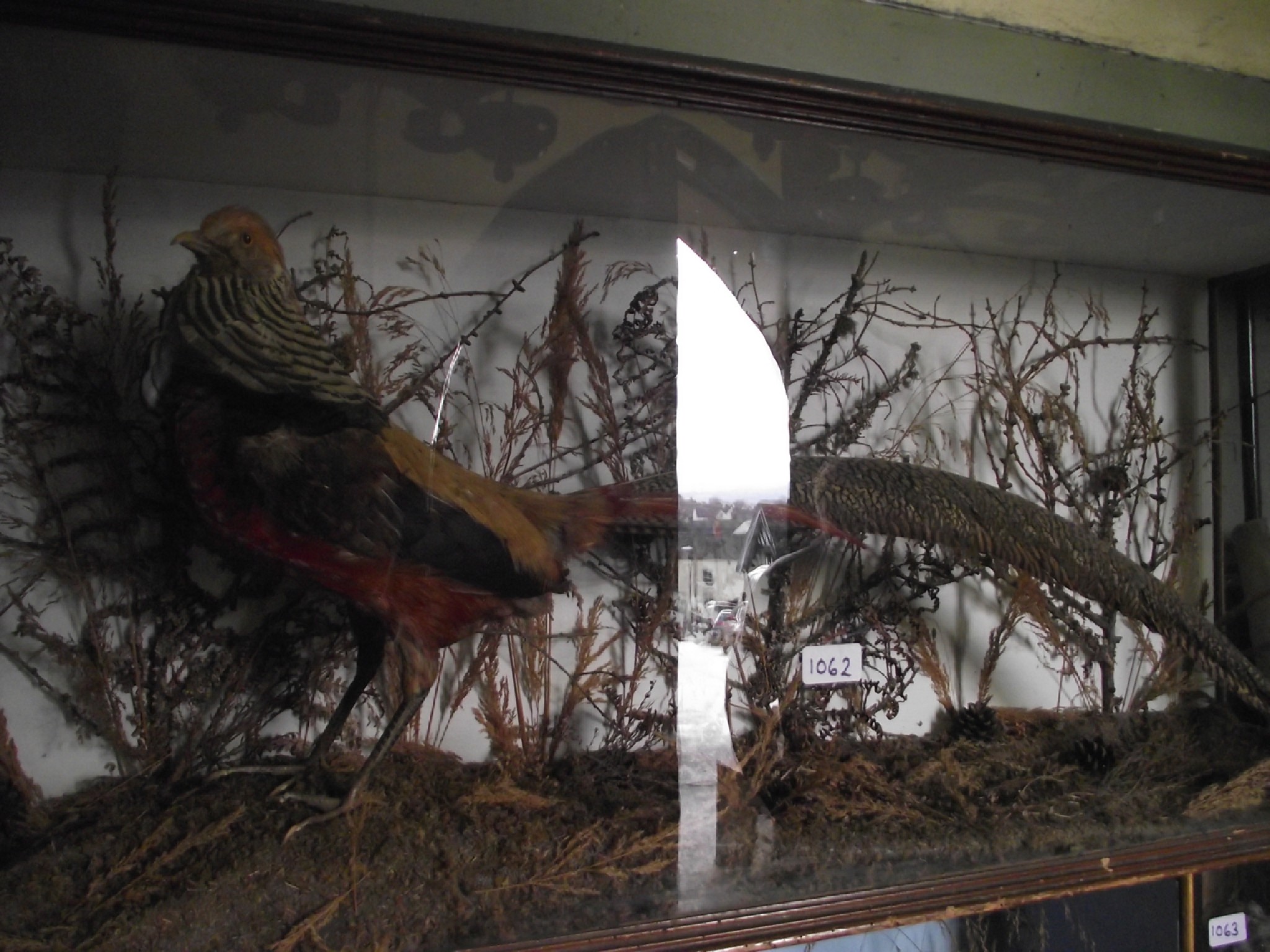 Appraisal: Taxidermy - A stuffed and mounted golden pheasant in naturalistic