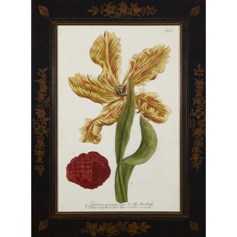 Appraisal: Set of Four Johannes Weinmann German Polish - Botanical Coloured