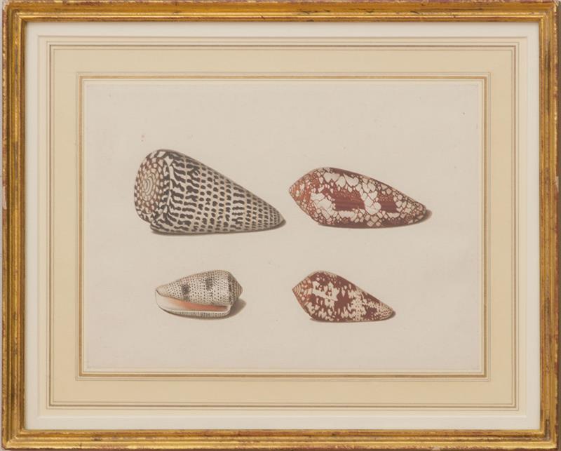 Appraisal: ATTRIBUTED TO JOHAN GUSTAV HOCH - SHELLS Watercolor on paper