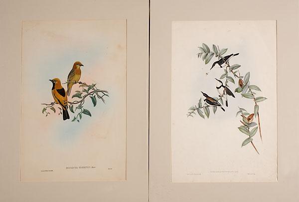 Appraisal: FOUR GOULD BIRD LITHOGRAPHS AUSTRALIA NEW GUINEA from The Birds