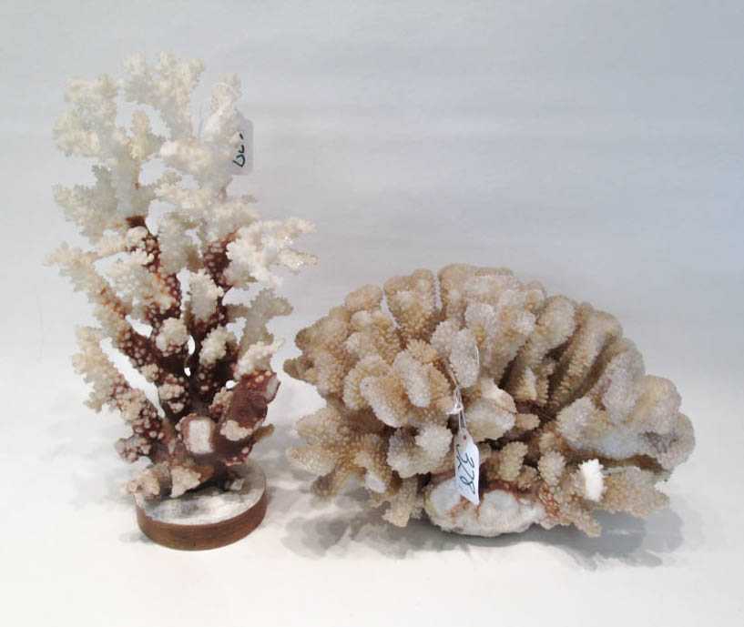 Appraisal: TWO CORAL SPECIMENS Pacific Elk Coral and Bush Coral Heights