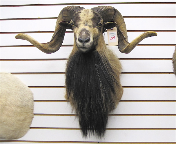 Appraisal: TROPHY CORSICAN SHEEP RAM head mount with curl horns