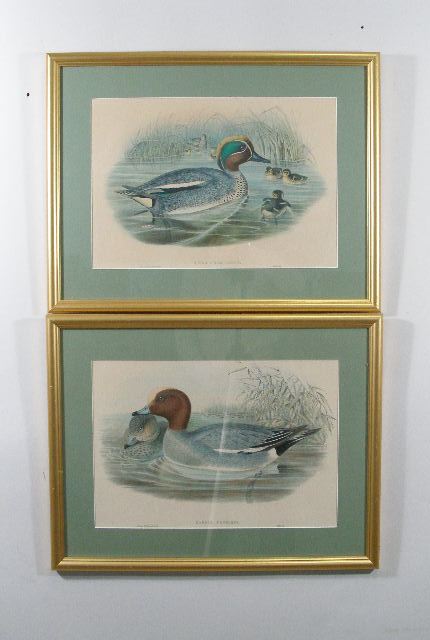 Appraisal: Two Hand Colored Lithographs after Gould after John Gould and