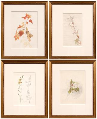 Appraisal: Four botanical watercolors sketches dated from - of wildflowers maple