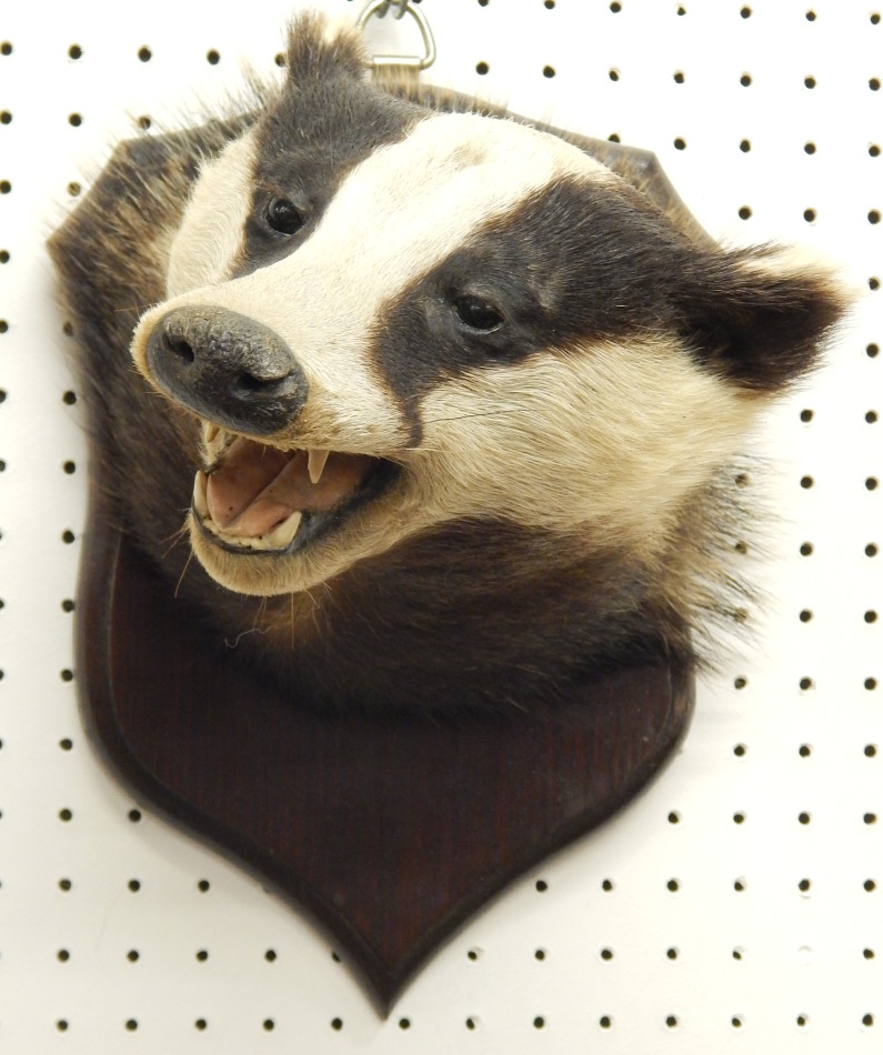 Appraisal: A taxidermied male badger on oak shield mount label to