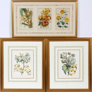 Appraisal: FLORAL PRINTS FLORAL BOTANICAL PRINTS Lot of three th th