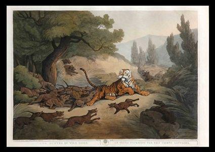 Appraisal: A TIGER HUNTED BY WILD DOGS Hand-colored engraving x in