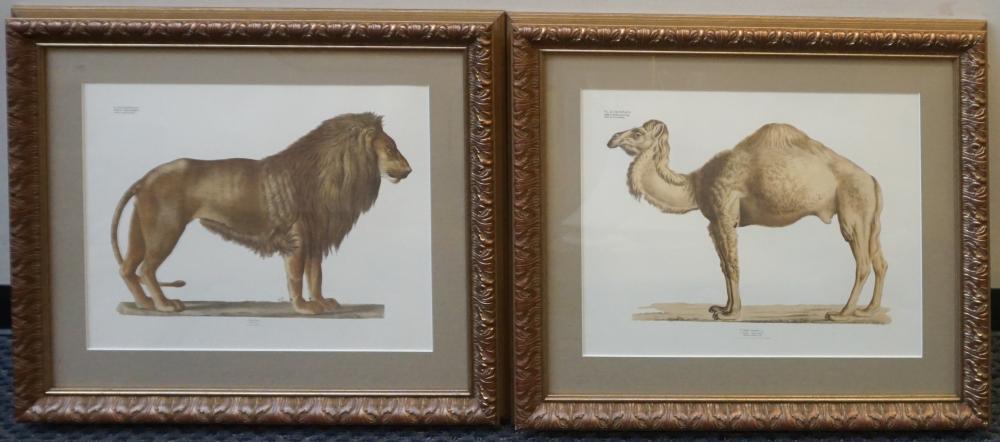 Appraisal: Anatomical Drawings of Lion and Camel Two Offset Prints Frame