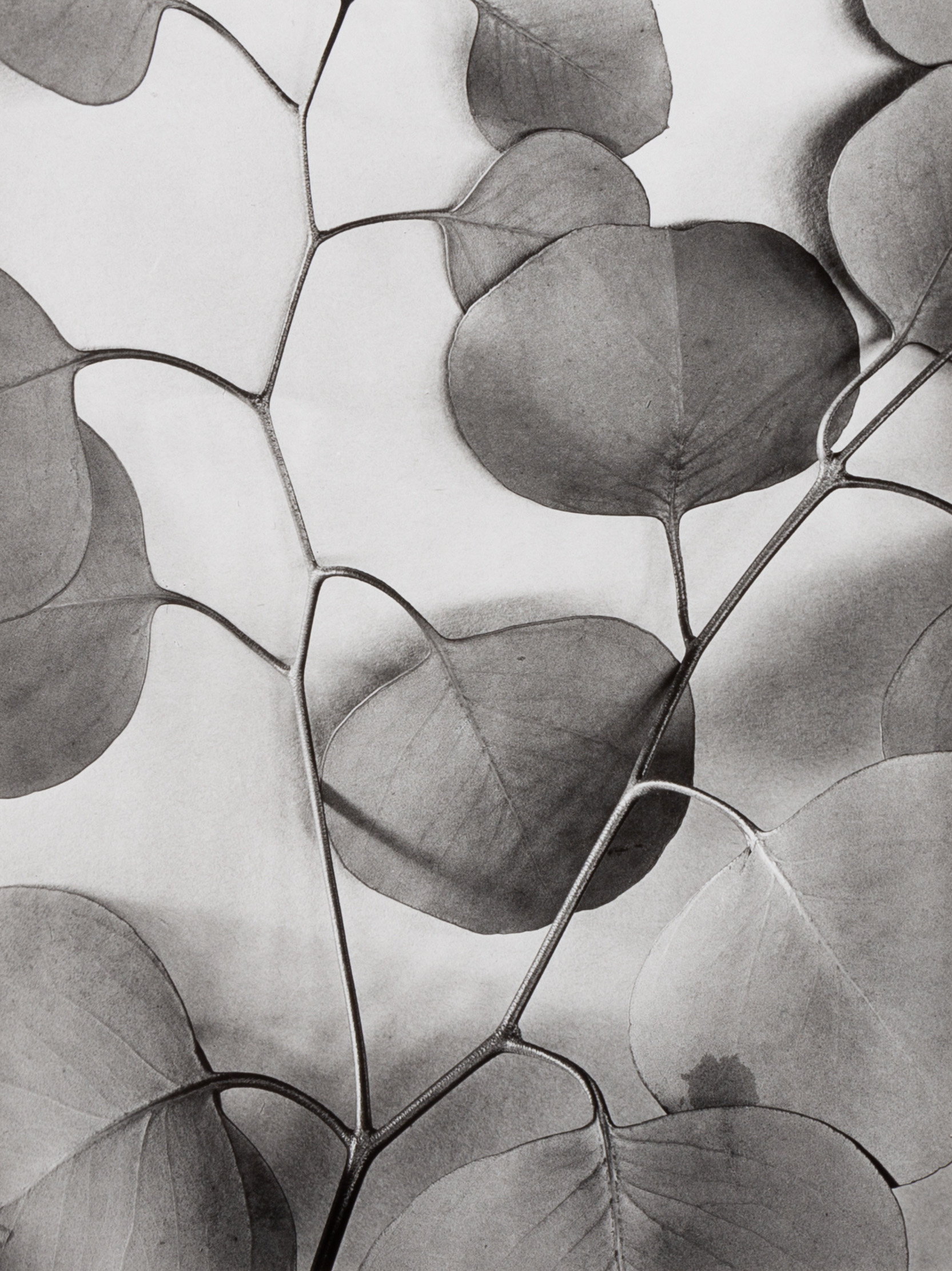 Appraisal: ALMA LAVENSON - EUCALYPTUS LEAVES Gelatin silver print signed 'Alma