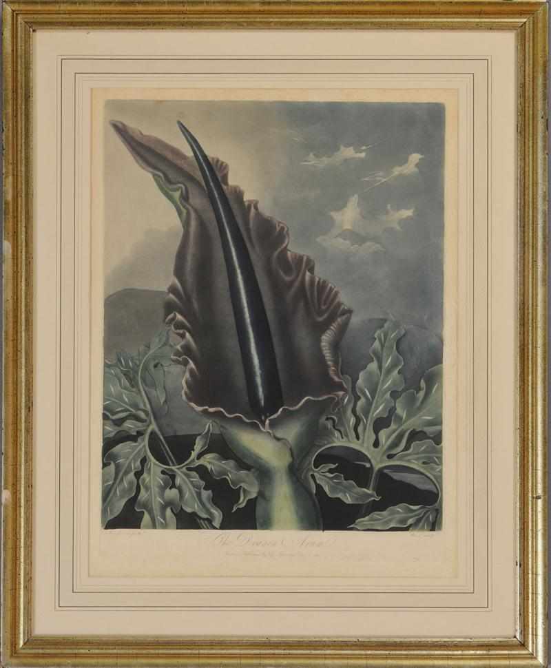 Appraisal: ROBERT JOHN THORNTON - THE DRAGON ARUM Aquatint Henderson pinx