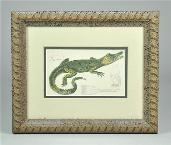 Appraisal: Handcolored Engraving of Crocodile From The Animal Kingdom Reptiles th