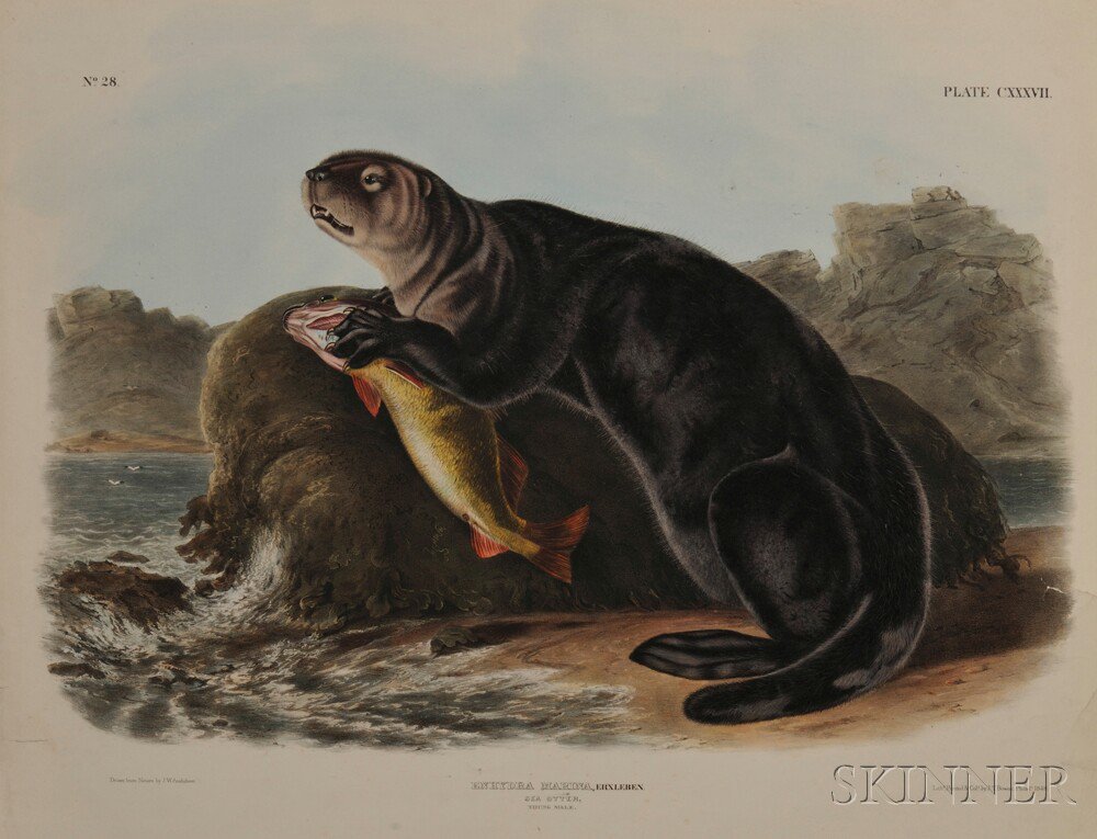 Appraisal: Audubon John James - Sea Otter Young Male Plate CXXXVII