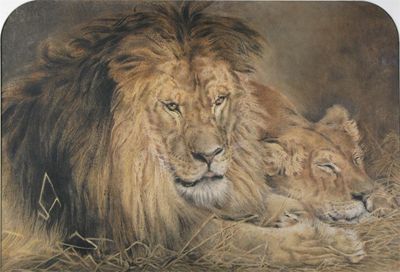 Appraisal: Attributed to William Huggins - Study of lions Coloured chalks