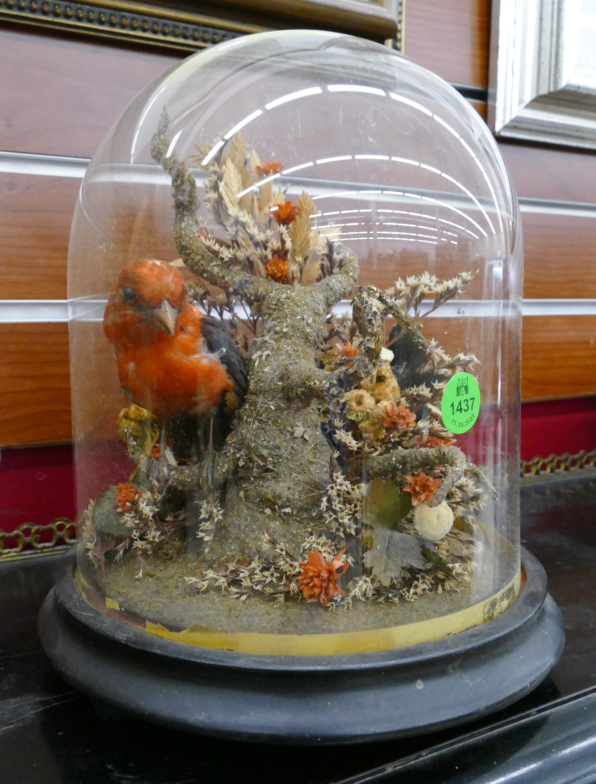 Appraisal: Victorian Bell Jar Diorama Bird Taxidermy- ''