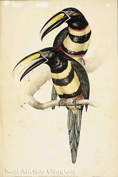 Appraisal: After John Gould British - Pteroglossus Flavirostris Pteroglossus Plubicinctus hand-colored