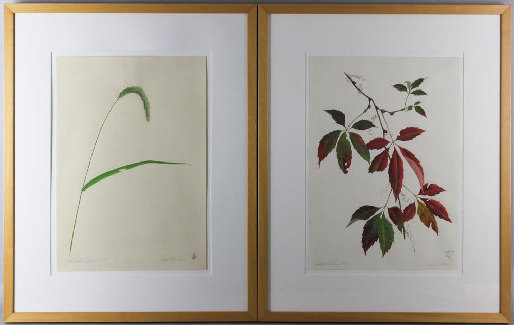 Appraisal: JAMES LINTON SAIN AMERICAN - FOXTAIL GRASS and VIRGINIA CREEPER