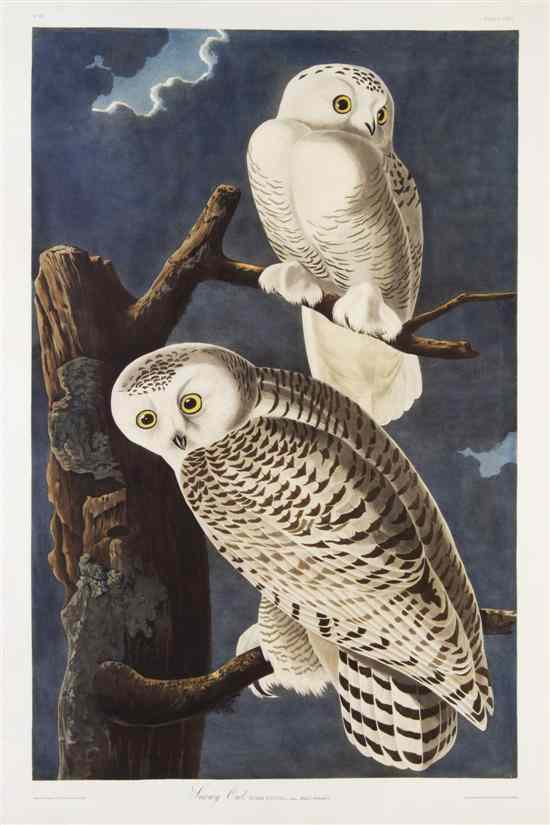 Appraisal: AUDUBON JOHN JAMES after HAVELL ROBERT Snowy Owl Strix Nyctea