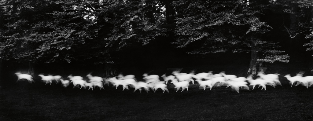 Appraisal: PAUL CAPONIGRO - Running White Deer Silver print x inches